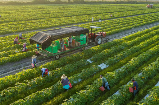 Những quy định về vay ngân hàng thế chấp đất nông nghiệp